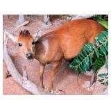 Common Duiker Full Body Taxidermy Mount No Base