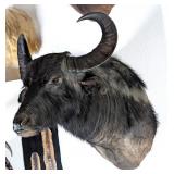South American Water Buffalo Shoulder Mount Taxide