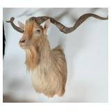 Corsican Sheep Shoulder Mount Taxidermy