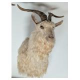 Angora Sheep Shoulder Mount Taxidermy