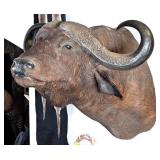 HUGE African Cape Buffalo Shoulder Mount Taxidermy
