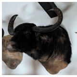 Water Buffalo Shoulder Mount Taxidermy