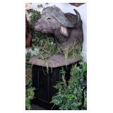 Giant African Cape Buffalo Shoulder Mount Taxiderm