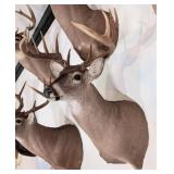 12-Point Mexican Whitetail Deer Shoulder Mount Tax
