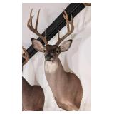 9-Point Mexican Whitetail Deer Shoulder Mount Taxi