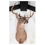 9-Point Mexican Whitetail Deer Shoulder Mount Taxi