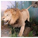 African Male Lion Full Body Taxidermy Mount No Bas