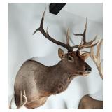 5x5 Maral Stag Shoulder Mount Taxidermy