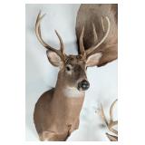 9-Point Whitetail Deer Shoulder Mount Taxidermy