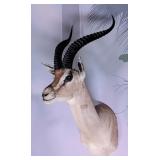Grant's Gazelle Shoulder Mount Taxidermy