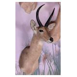 Reedbuck Shoulder Mount Taxidermy