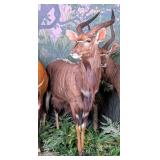 African Nyala Full Body Taxidermy Mount No Base