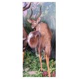 Half-Turned African Nyala Full Body Taxidermy Moun