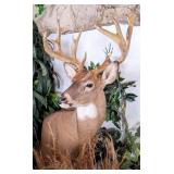 14 Point Whitetail on Habitat Pedestal Taxidermy M