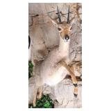 Jumping Steenbok Full Body Taxidermy Mount No Base