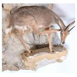 Scratching Steenbok Full Body Taxidermy Mount No B