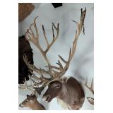 Very Large Reindeer Shoulder Mount Taxidermy