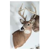 10-Point Whitetail Deer Shoulder Mount Taxidermy