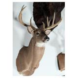 11-Point Whitetail Deer Shoulder Mount Taxidermy