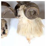 Texas Dall Sheep Shoulder Mount Taxidermy