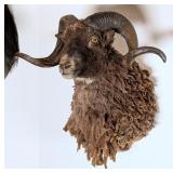 Arapaoa Ram Shoulder Mount Taxidermy
