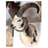 Jacob's Four Horned Ram Shoulder Mount Taxidermy