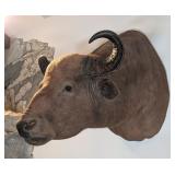 Water Buffalo Shoulder Mount Taxidermy