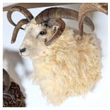 Jacob's Sheep Four Horn Shoulder Mount Taxidermy