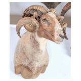Ram Sheep Shoulder Mount Taxidermy