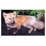 Resting Red Fox Full Body Taxidermy Mount