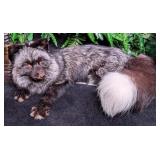 Resting Silver Fox Full Body Taxidermy Mount