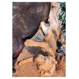 Sideways African Male Lion Full Body Taxidermy Mou