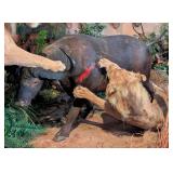 RARE African Cape Buffalo Full Body Taxidermy Moun