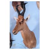 Lelwel Hartebeest Shoulder Mount Taxidermy INDIANA