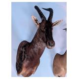 Topi Shoulder Mount Taxidermy