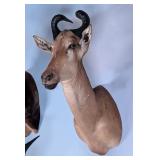 Lichtenstein Hartebeest Shoulder Mount Taxidermy