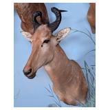Lichtenstein Hartebeest Shoulder Mount Taxidermy