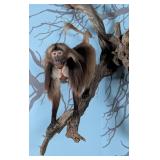 SUPER RARE Gelada Baboon Full Body Taxidermy Wall