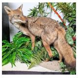 Coyote Full Body Taxidermy Mount on Habitat Base