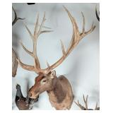 South Pacific Elk Shoulder Mount Taxidermy