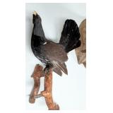 Western Capercaillie Full Body Taxidermy Wall Moun
