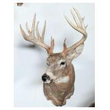 16-Point Whitetail Deer Shoulder Mount Taxidermy
