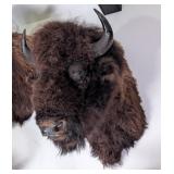 BIG American Bison Shoulder Mount Taxidermy