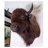 European Bison Shoulder Mount Taxidermy
