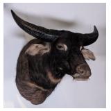 Australian Water Buffalo Shoulder Mount Taxidermy