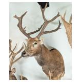 Pere David's Deer Shoulder Mount Taxidermy INDIANA