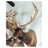 Large Red Stage Shoulder Mount Taxidermy