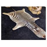 Taxidermy Zebra Rug with Carpet Backing and D Ring