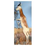 Feeding Dama Gazelle Full Body Taxidermy Mount No