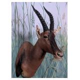 Topi Shoulder Mount Taxidermy